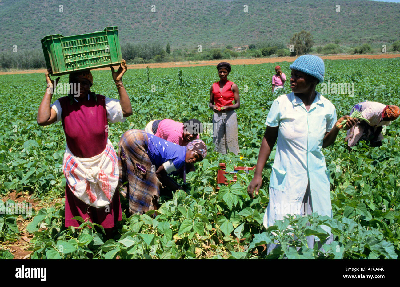 Farm workers